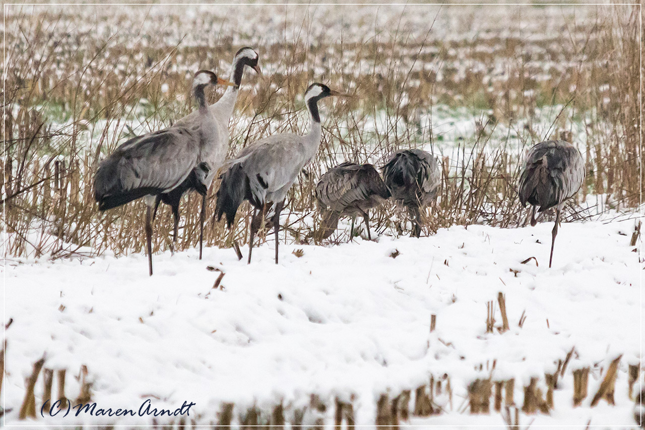 Schnee von gestern