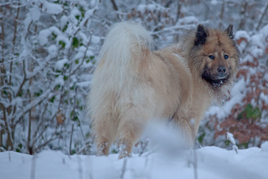 Schnee von gestern