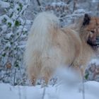 Schnee von gestern