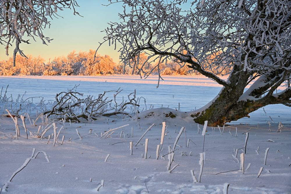 Schnee von gestern...