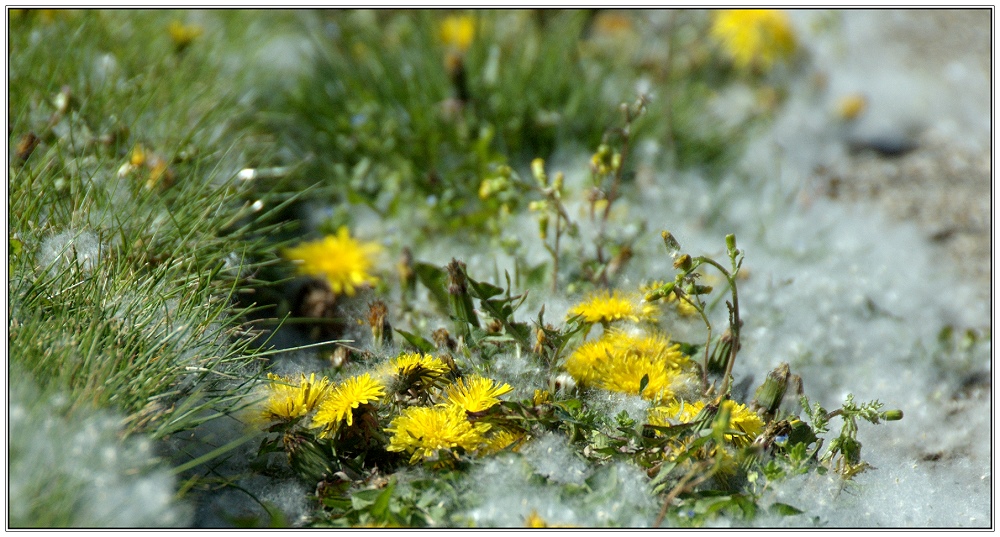 Schnee von gestern