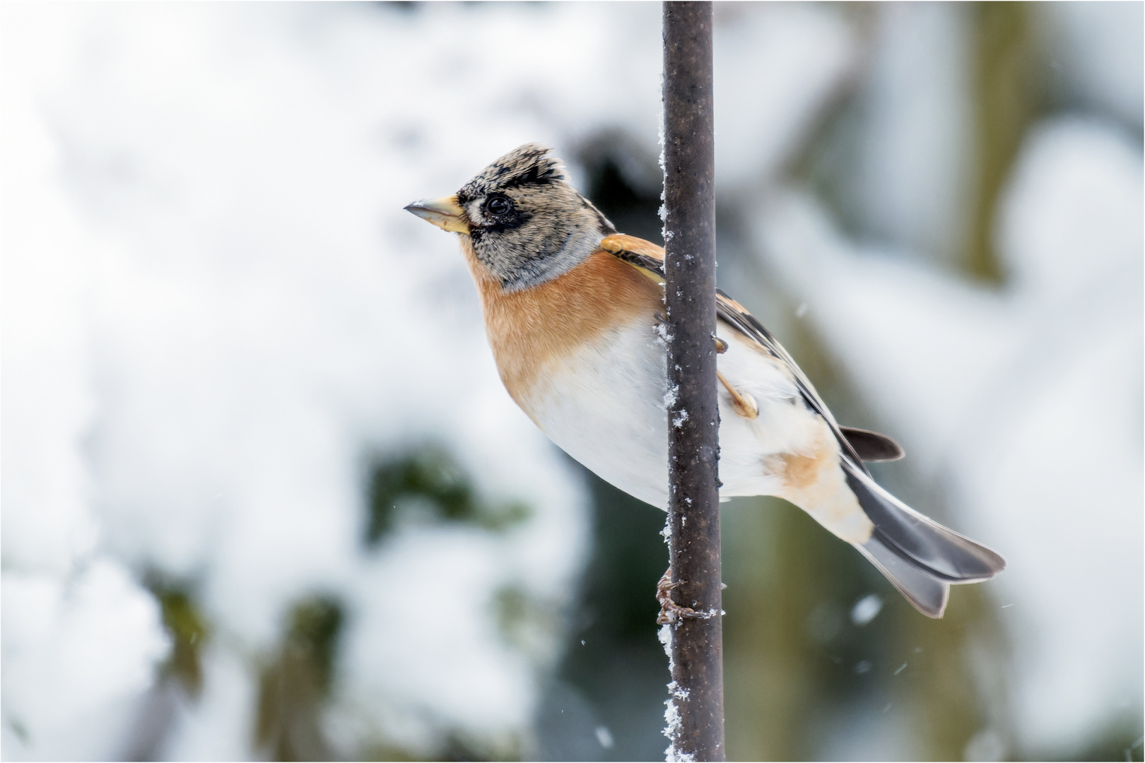 Schnee von gestern  .....