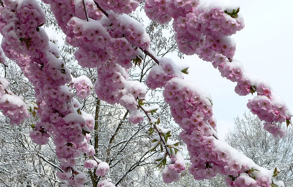 Schnee von gestern