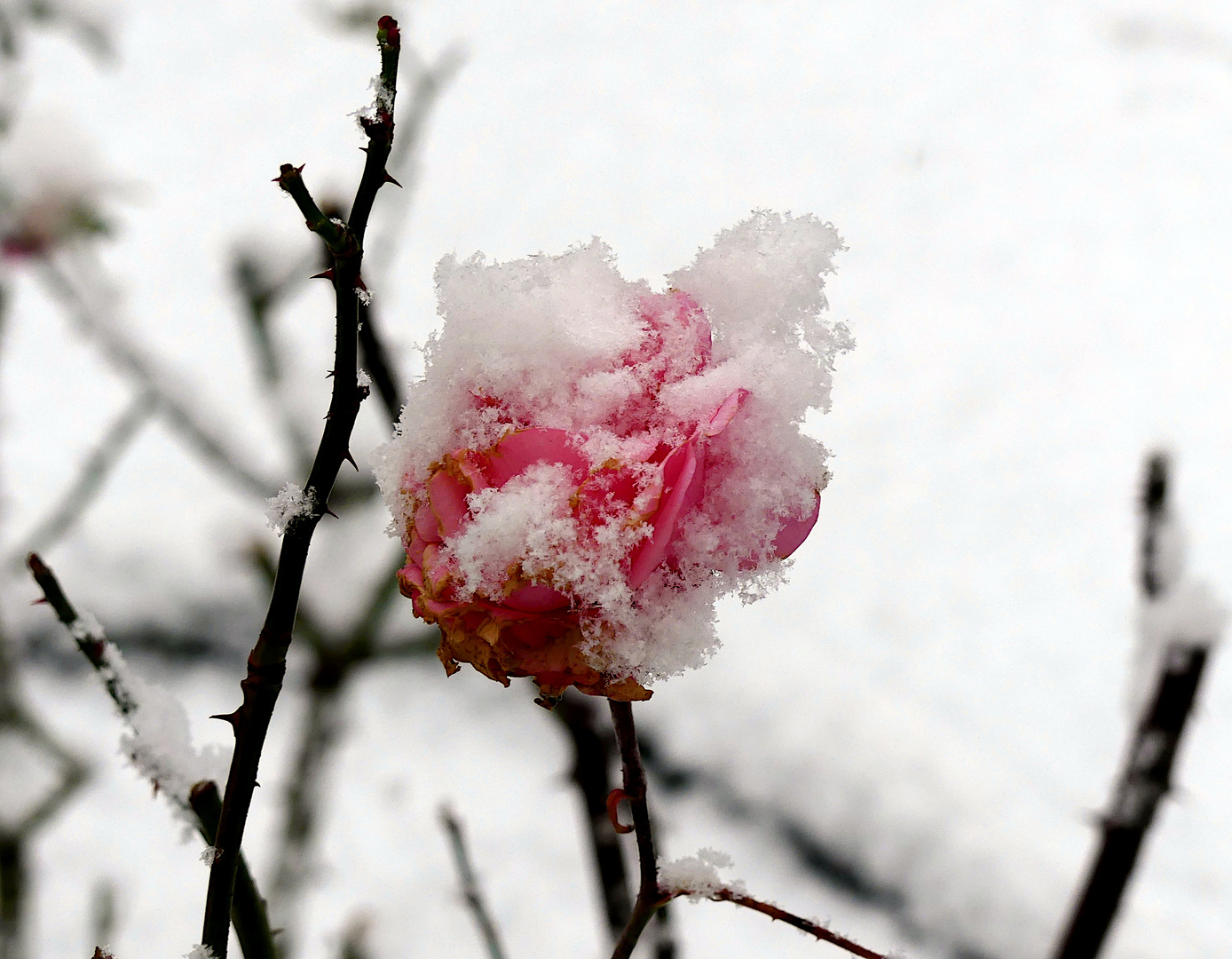 Schnee von gestern