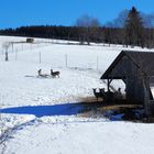 Schnee wäre jetzt nett ....