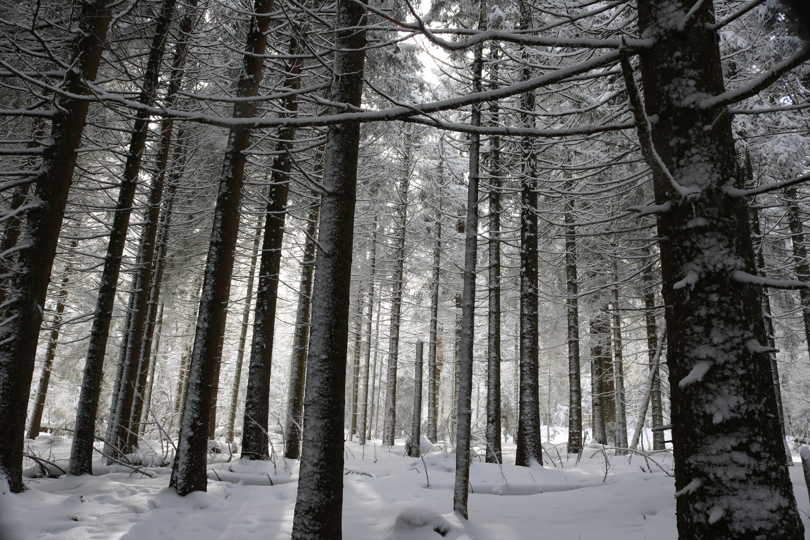 Schnee Wald