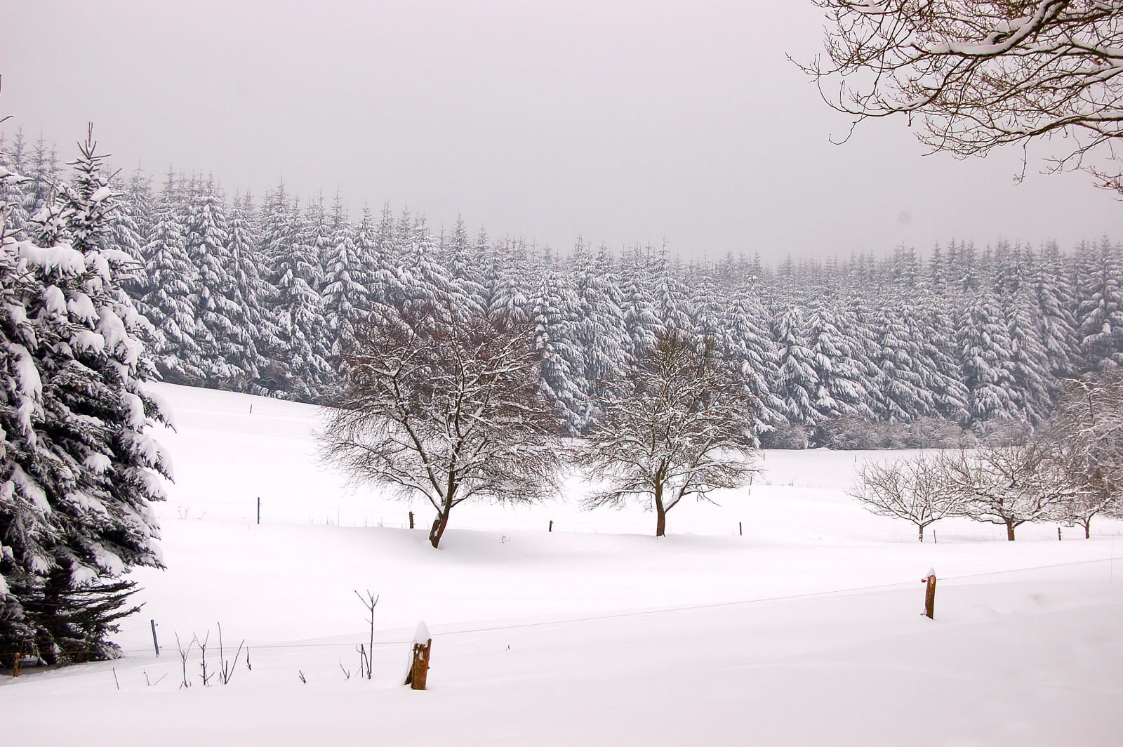 Schnee-Wald