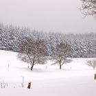 Schnee-Wald