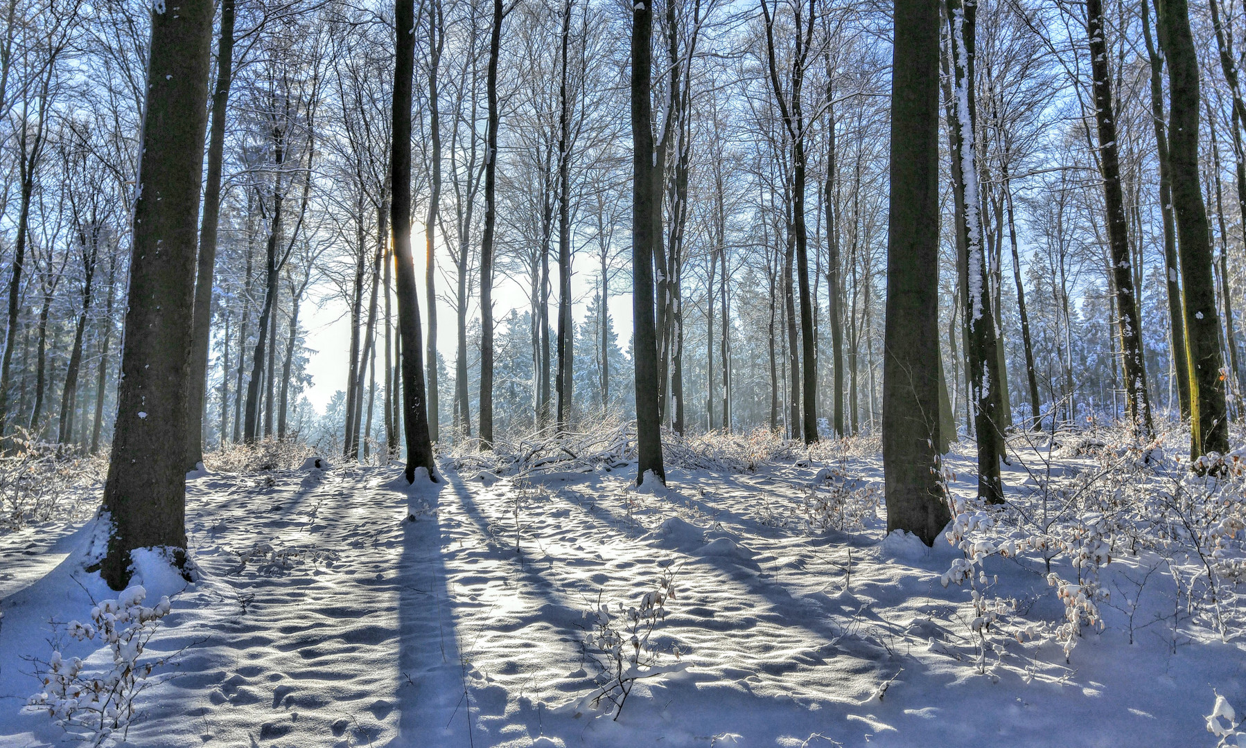 Schnee-Wald Foto & Bild | jahreszeiten, winter, natur Bilder auf