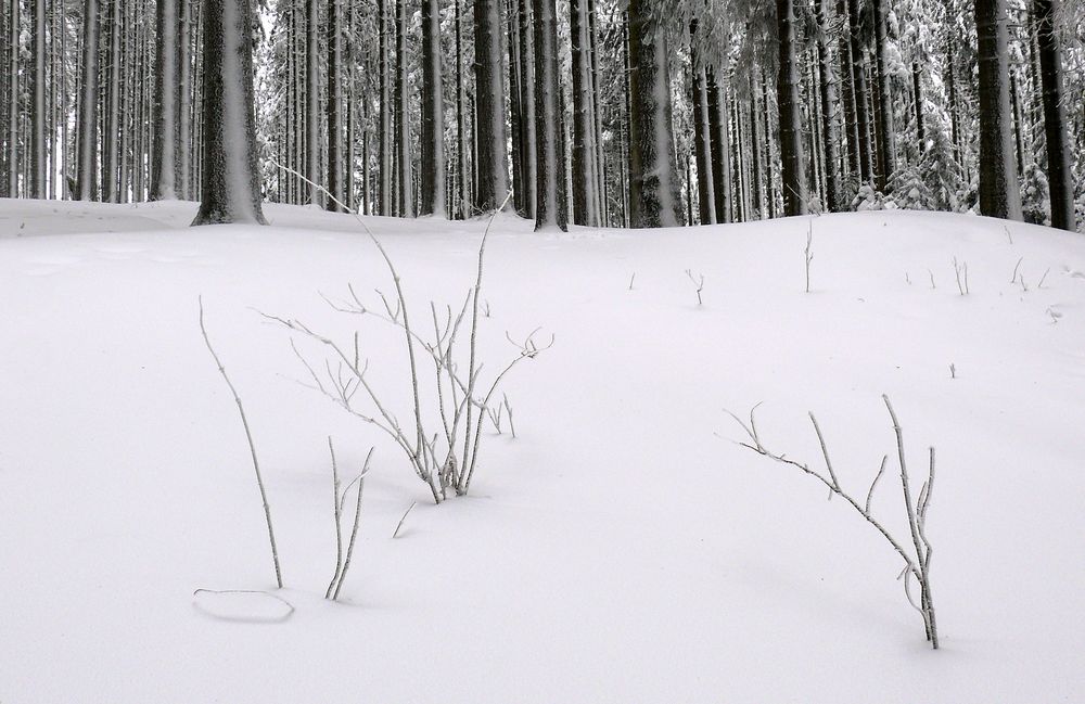 Schnee-Wald-Landschaft