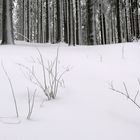 Schnee-Wald-Landschaft