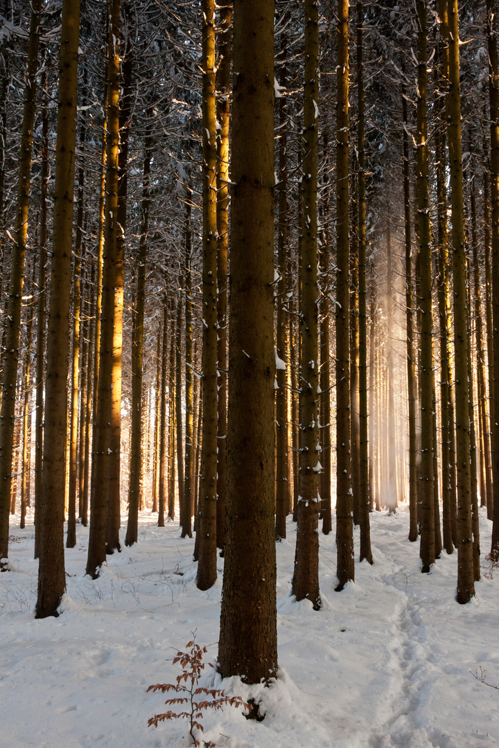 Schnee * Wald * Sonne