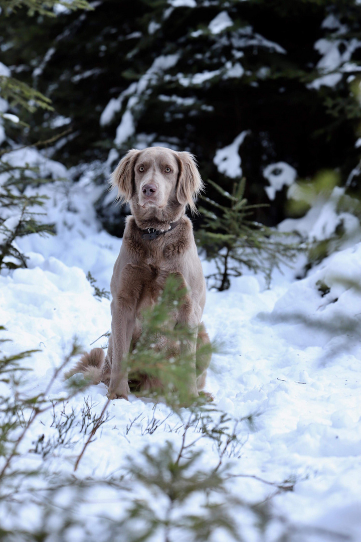 Schnee-Wanderung 