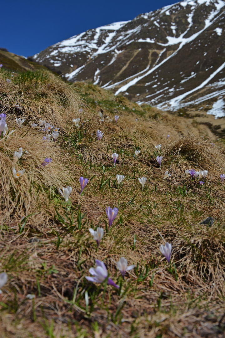 Schnee weg, Blumen da