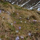 Schnee weg, Blumen da