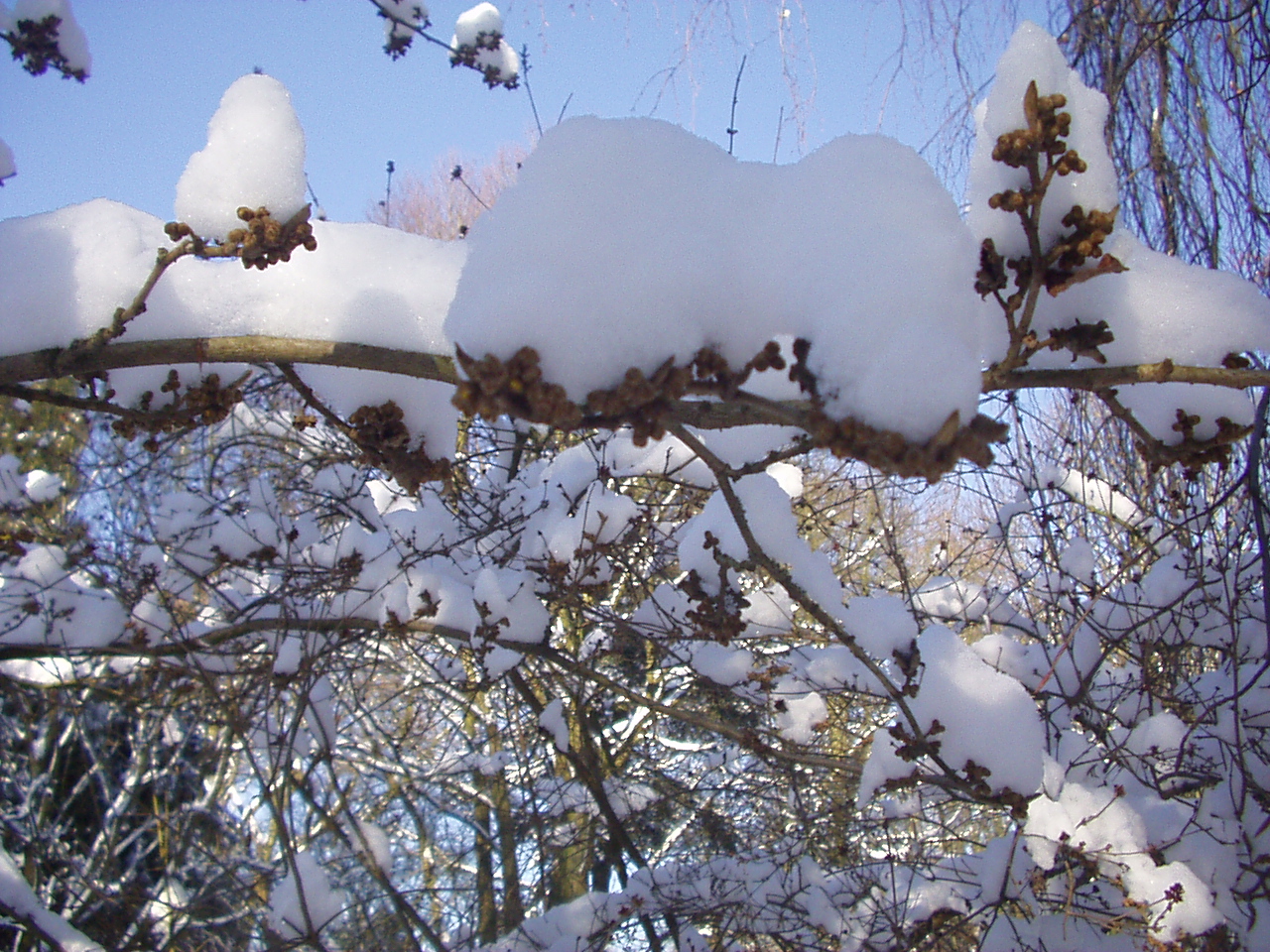 Schnee wie Puderzucker