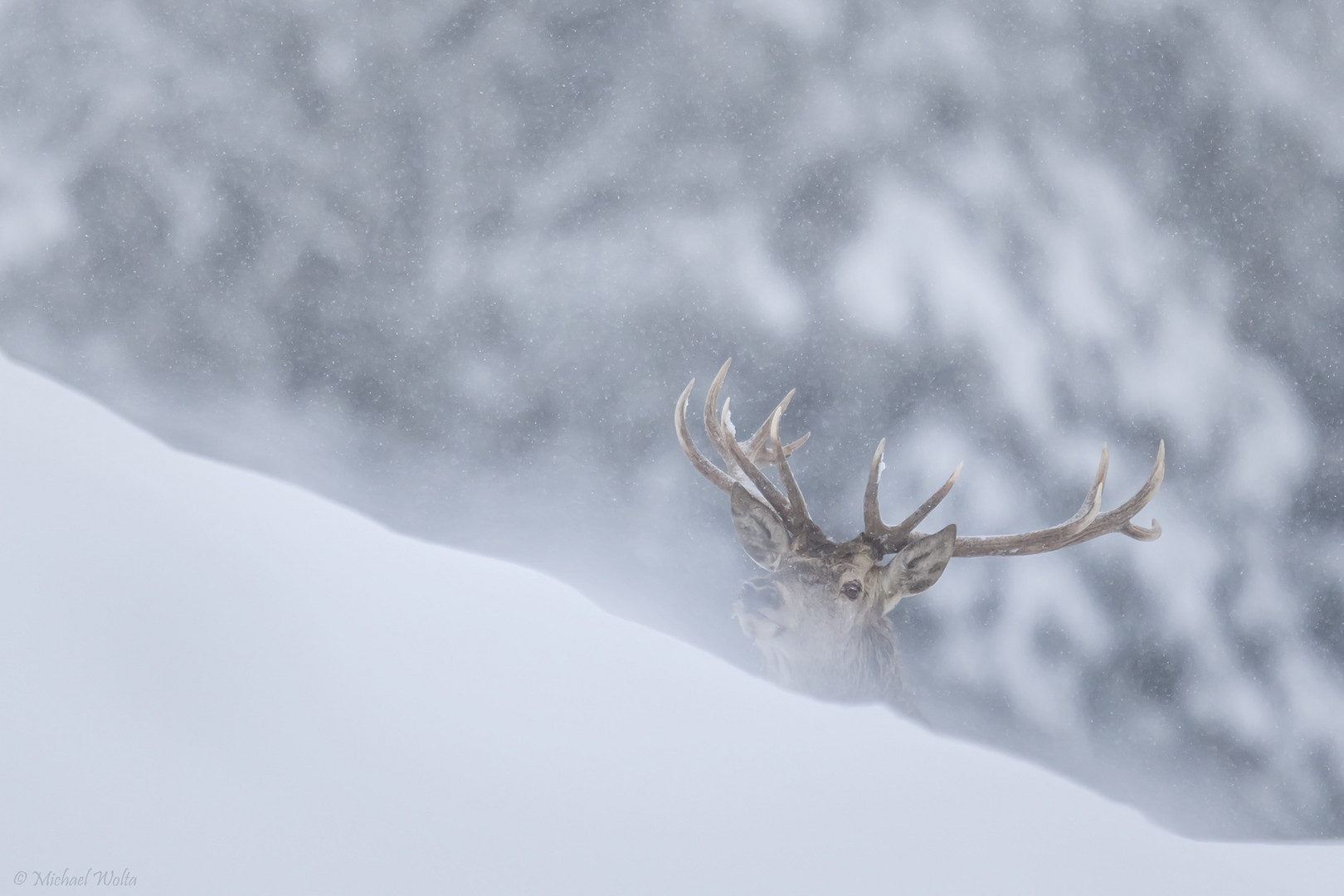 Schnee, Wind und ein Hirsch