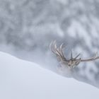 Schnee, Wind und ein Hirsch