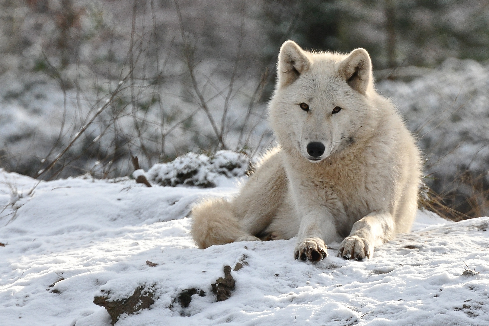 Schnee-Wolf Foto & Bild | tiere, zoo, wildpark & falknerei, säugetiere