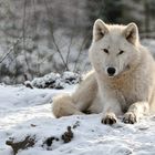 Schnee-Wolf