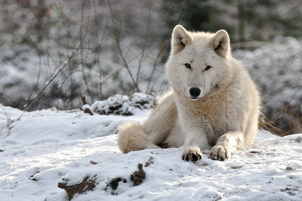 Schnee-Wolf Foto & Bild | tiere, zoo, wildpark & falknerei, säugetiere
