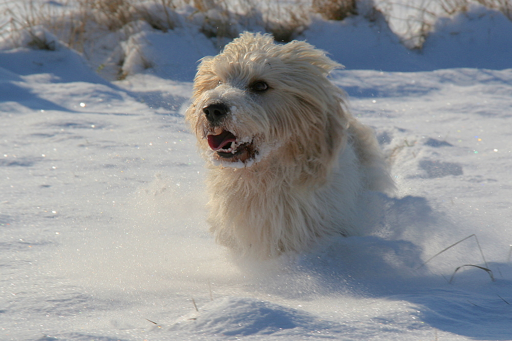 Schnee-Wusel (2)