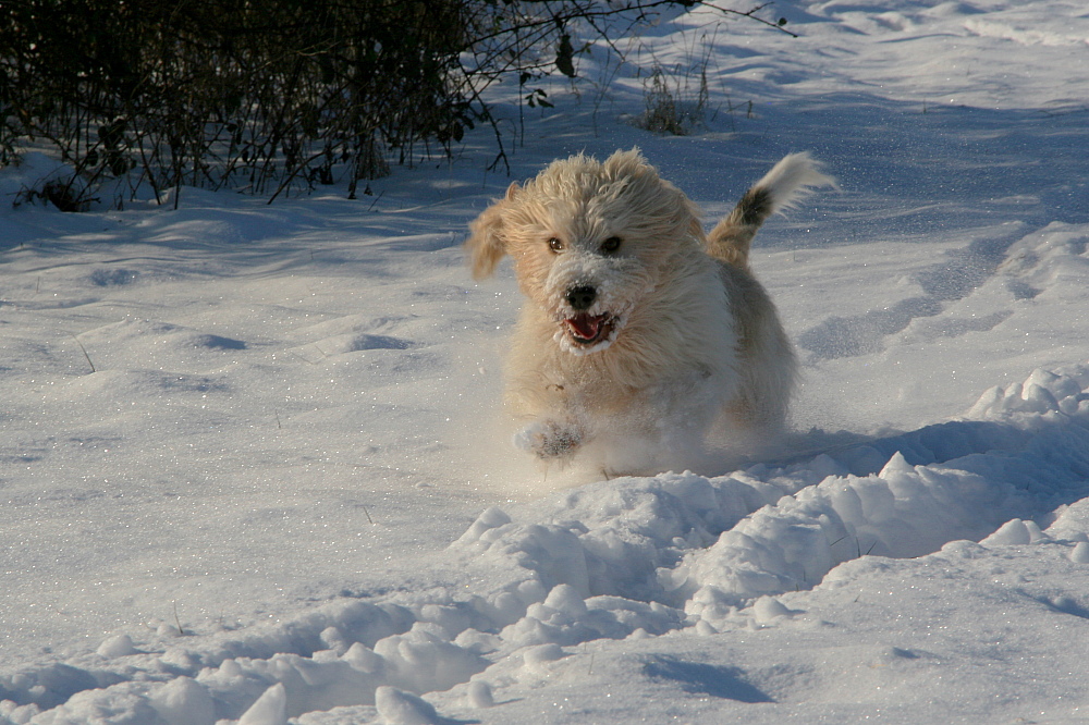 Schnee-Wusel