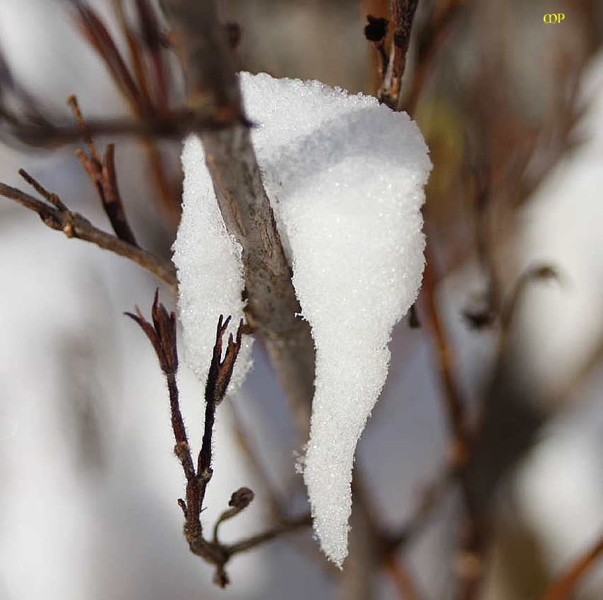 Schnee-Zahn