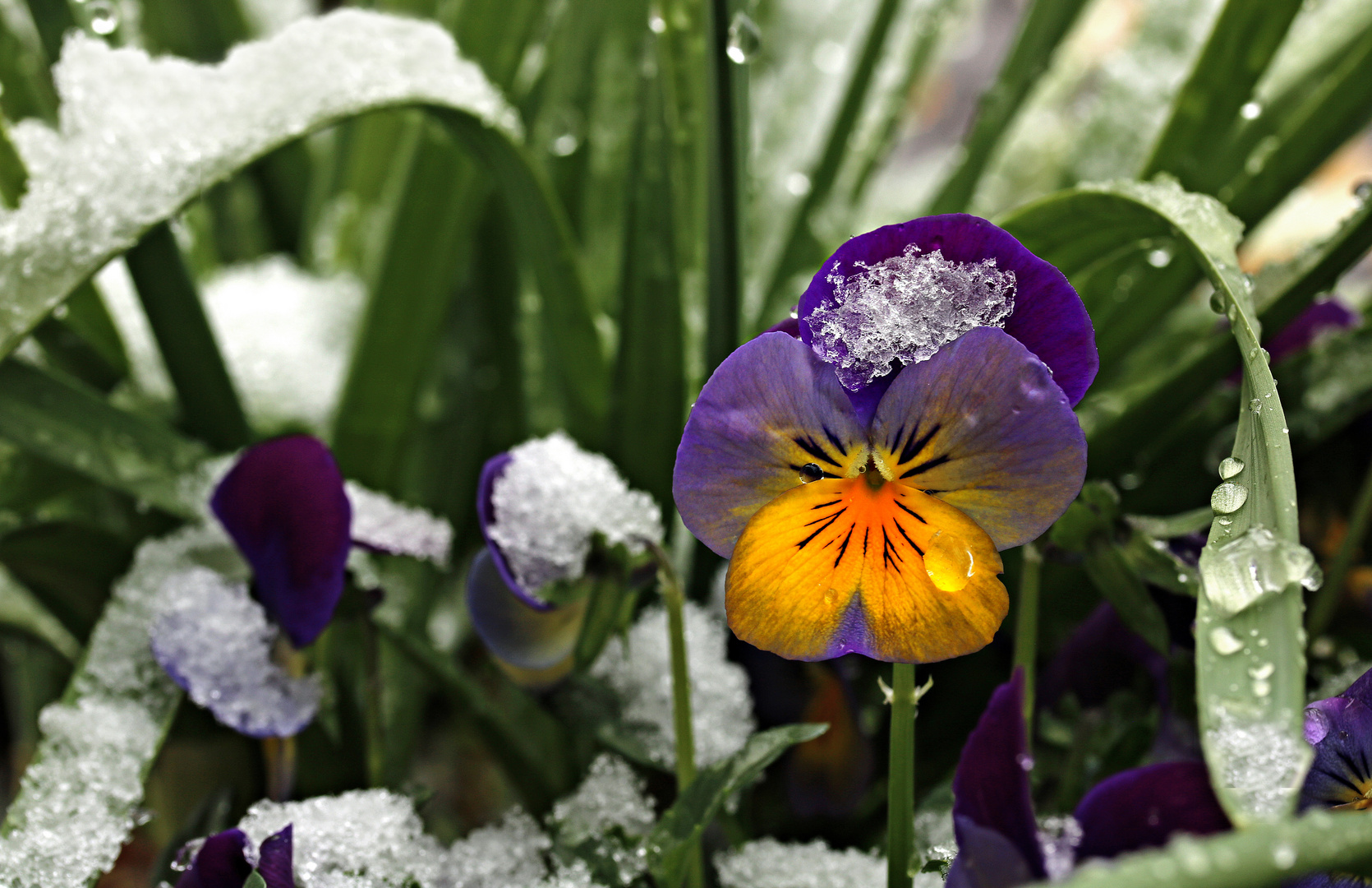 Schnee - zu früh oder zu spät???