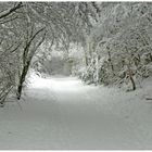 Schnee zu Weihnachten ?