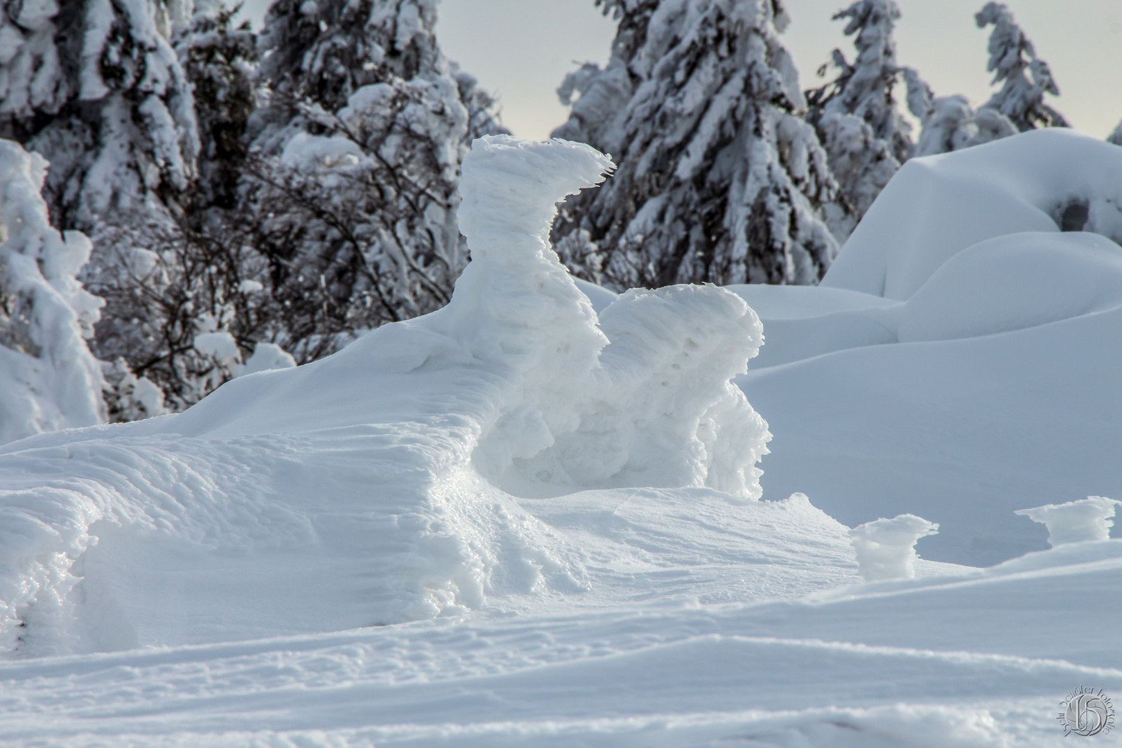 Schneeadler 