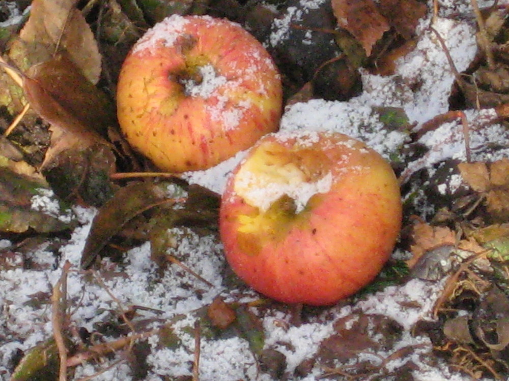 Schneeäpfel