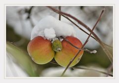 Schneeäpfel