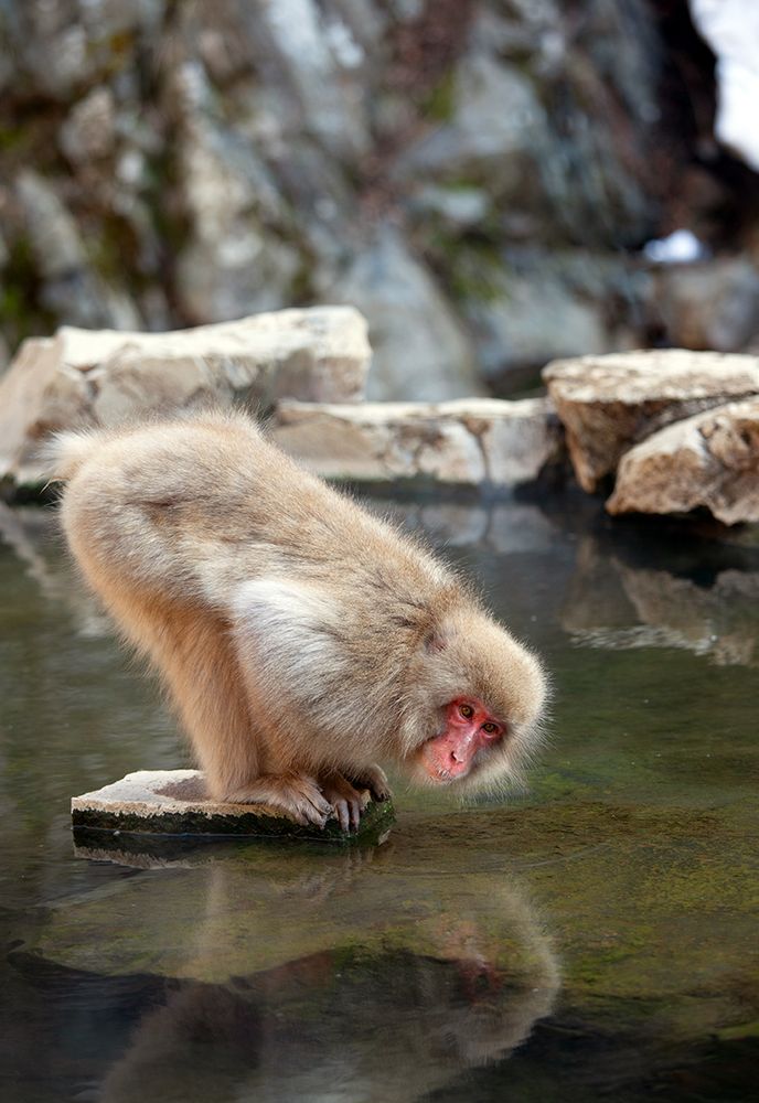 SCHNEEAFFEN IN JAPAN