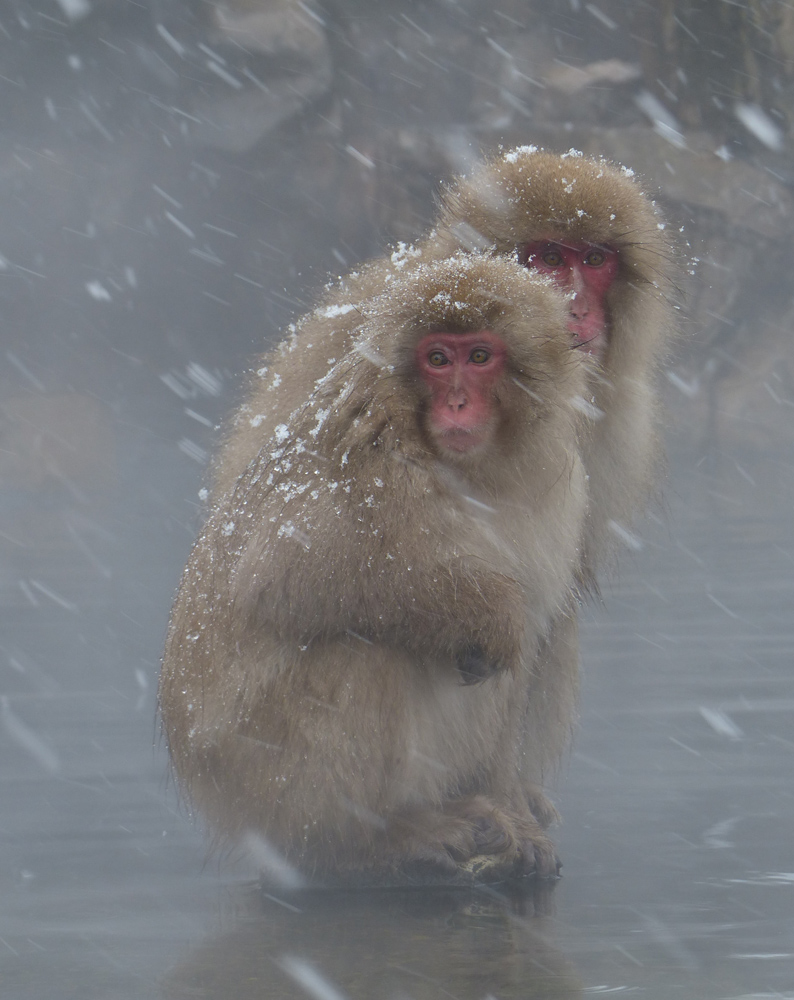 Schneeaffen in Japan