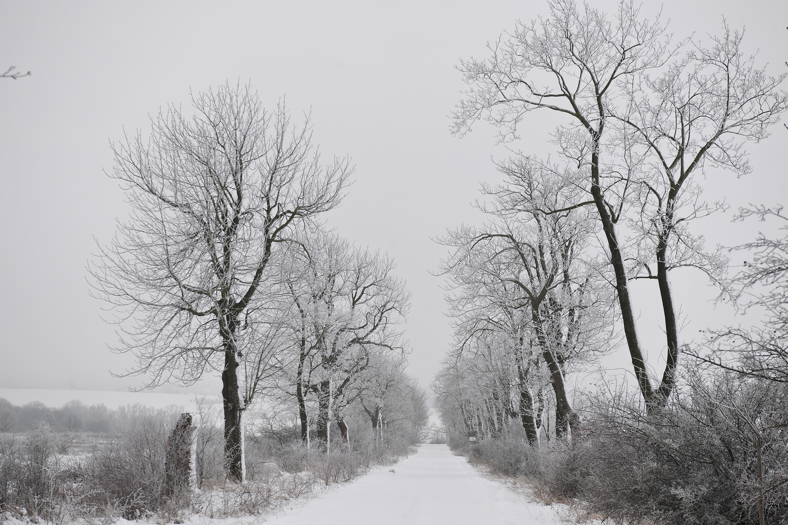 Schneealgen