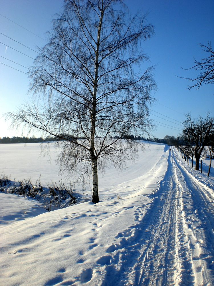 Schnee(allee) im Sünteltal