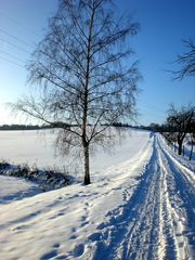 Schnee(allee) im Sünteltal