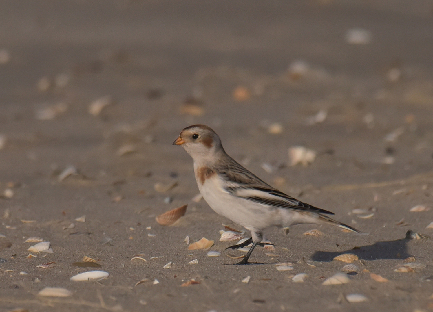 Schneeammer am Strand