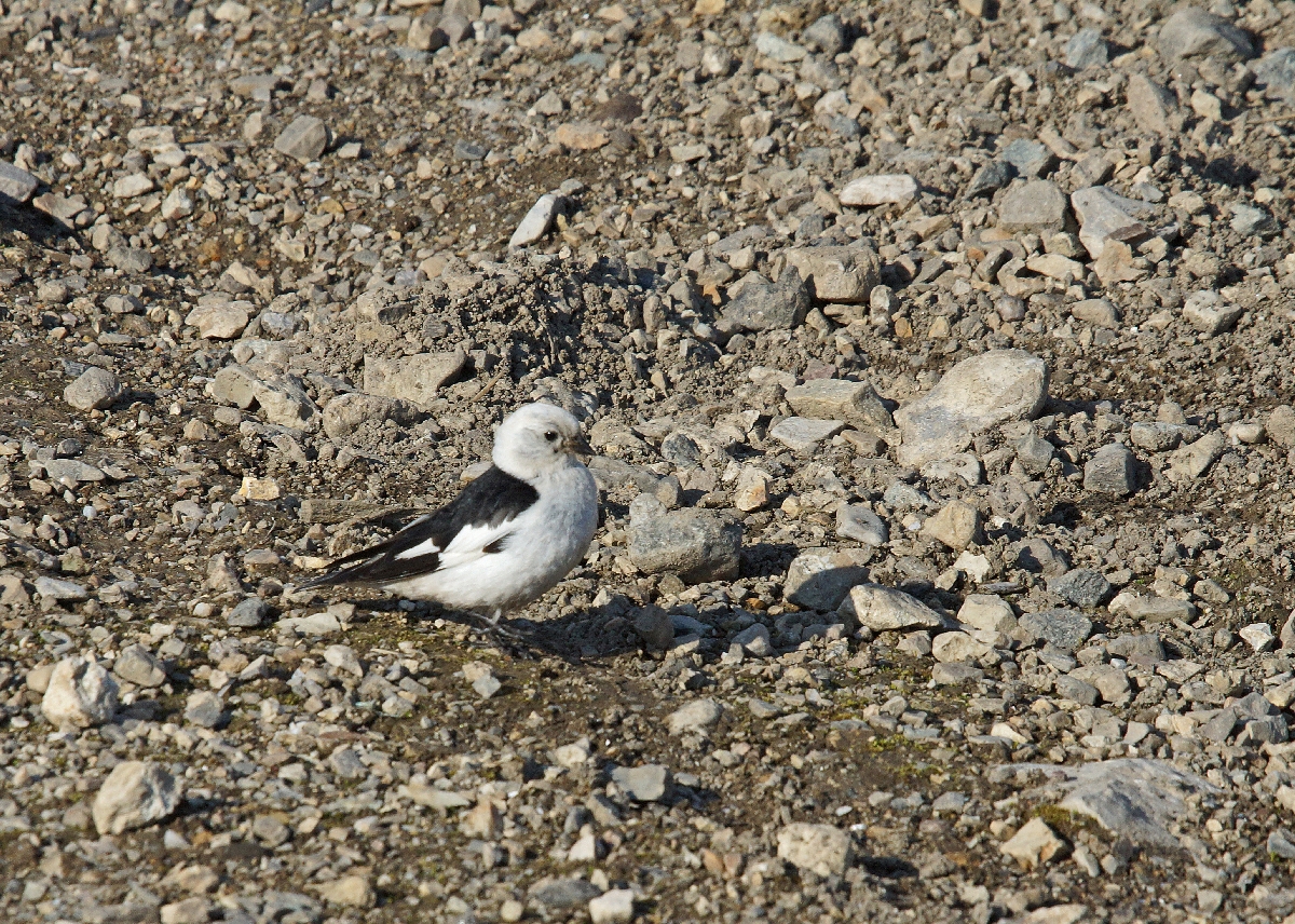 Schneeammer auf Spitzbergen