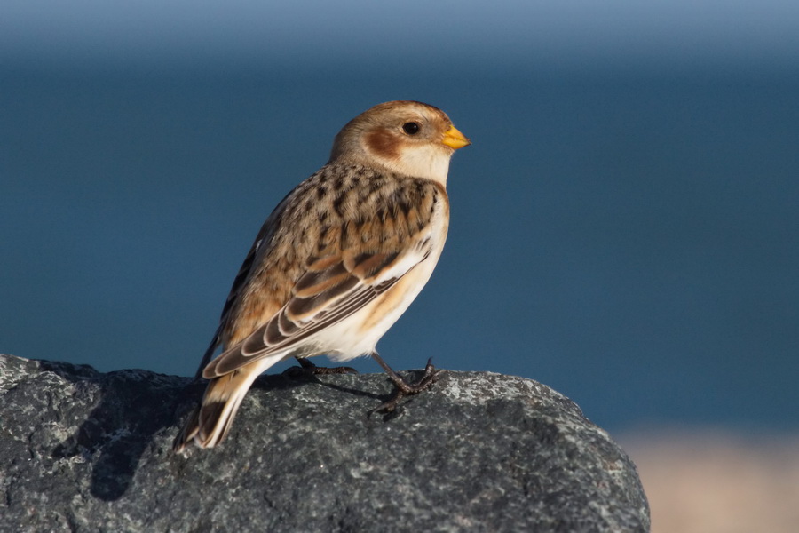 Schneeammer ( Calcarius nivalis )