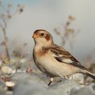 Schneeammer ( Calcarius nivalis )