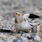 Schneeammer ( Calcarius nivalis )