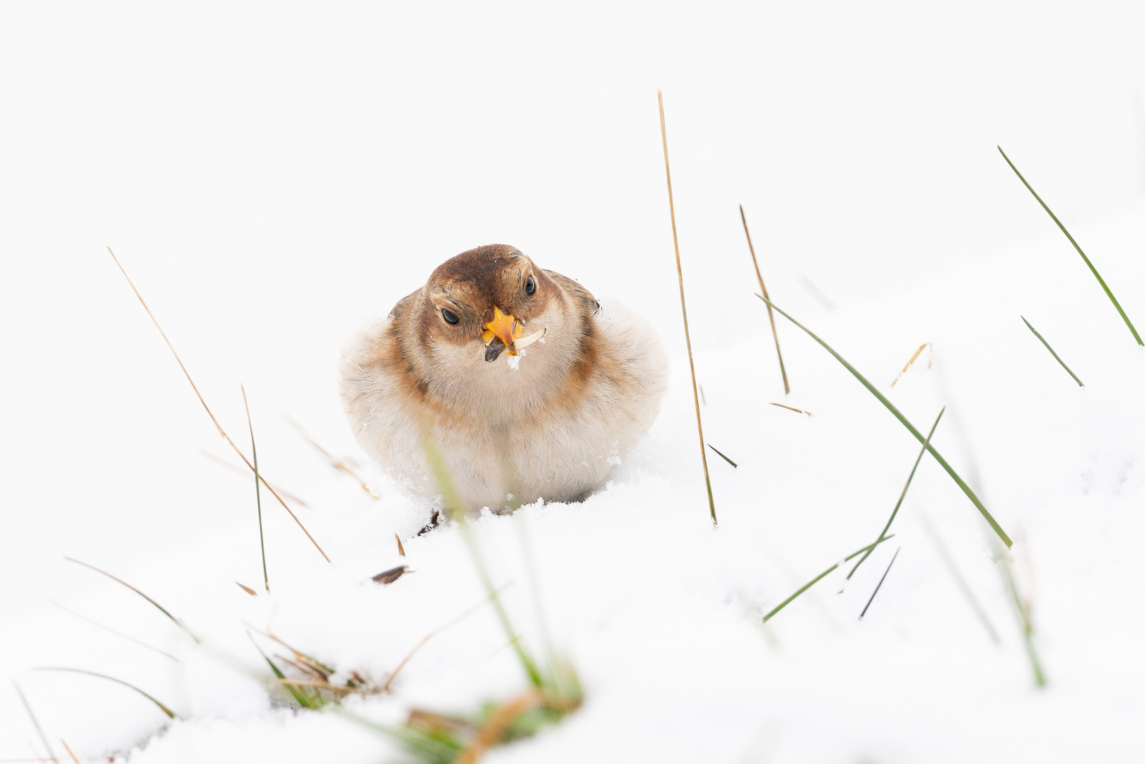 Schneeammer - ein Star in der Zentralschweiz