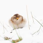 Schneeammer - ein Star in der Zentralschweiz