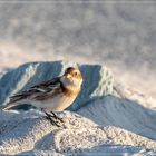 Schneeammer gesichtet