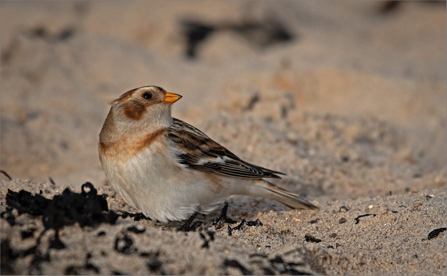 Schneeammer  -  Plectrophenax nivalis