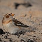 Schneeammer  -  Plectrophenax nivalis