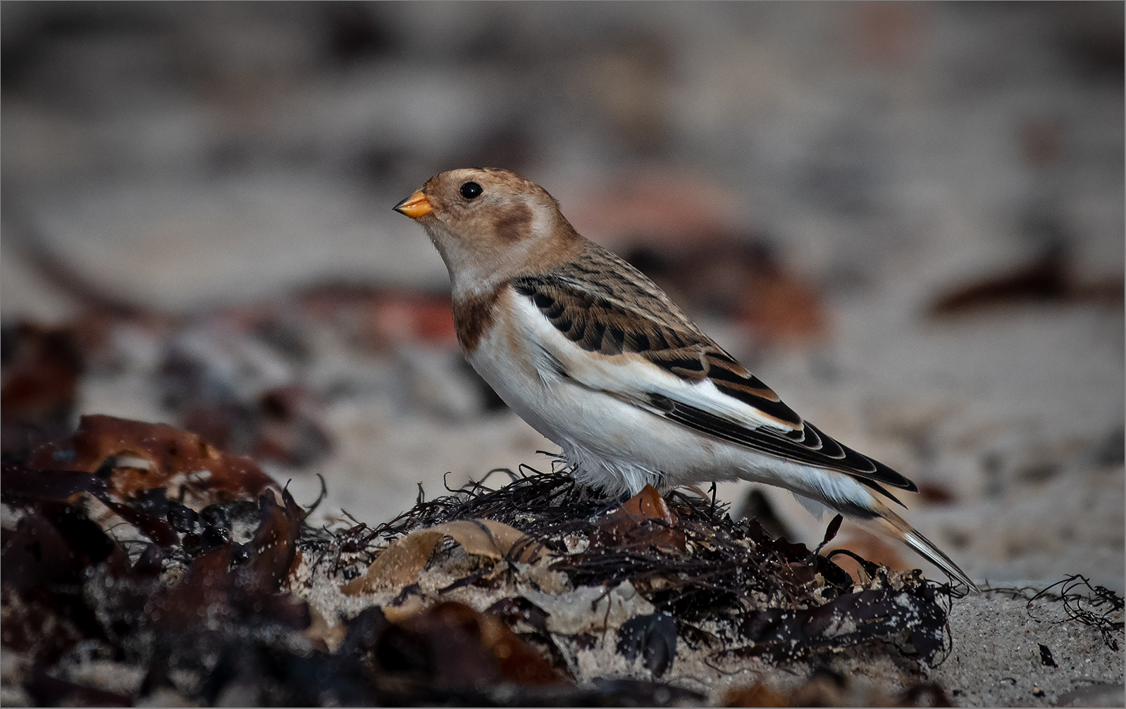 Schneeammer  -  Plectrophenax nivalis