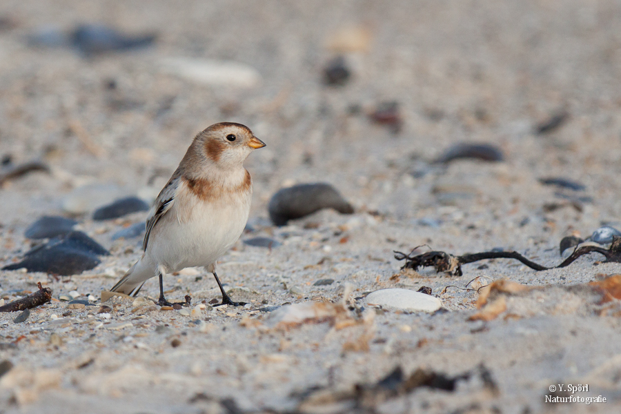 Schneeammer (Plectrophenax nivalis)